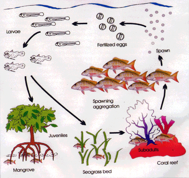 Diagram Of The Water Cycle For Coral Reefs 45