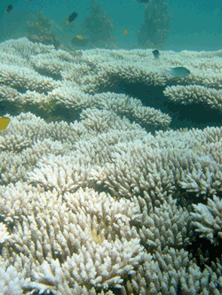 The Great Barrier Reef is not doing well. - Reef Central Online Community