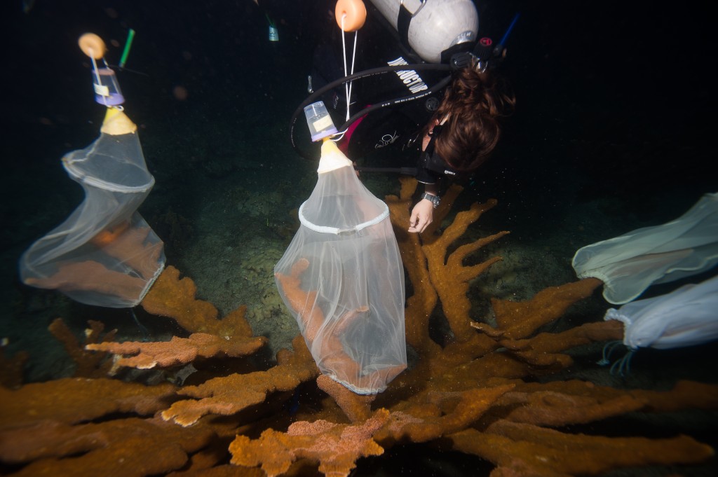 Memasang jaring koleksi ke cabang karang elkhorn yang diperkirakan akan muncul. Foto © Paul Selvaggio / SECORE Internasional