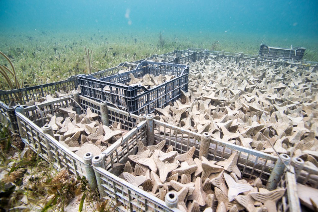 Les substrats de tassement SECORE placés dans l’océan avant le tassement des larves développent une fine couche d’algues corallines crusteuses, de bactéries et de micro-organismes. Photo © SECORE International / Paul Selvaggio