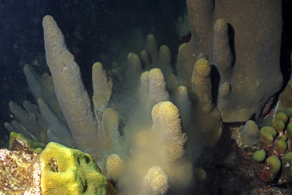 Gonochoric coral (lalaki) nga nagsanay sa mga selula sa sperm sa mga tubig sa Curaçao. Litrato © SECORE International / Benjamin Mueller