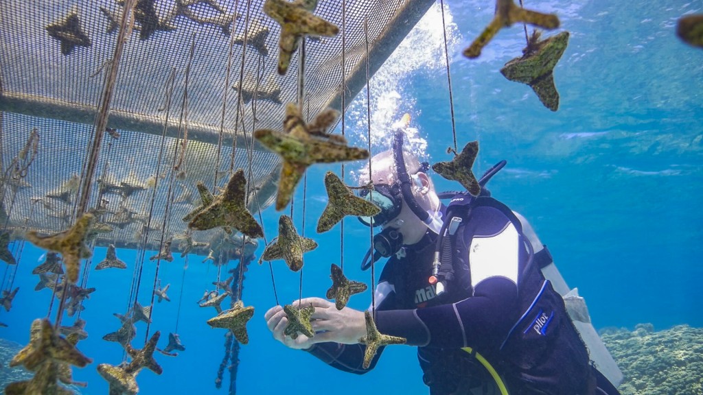 Checking seeding units with coral recruits that have been kept in an ocean-based nursery before outplanting. Photo © SECORE International/Reef Patrol