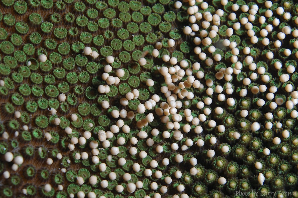 Primer plano de coral estrella liberando sus paquetes de gametos durante el desove. Crédito: SECORE International / Barry B.Brown / Wildhorizons.com